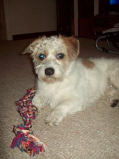 Süsser Terrier Mix abzugeben 8 Monate alt