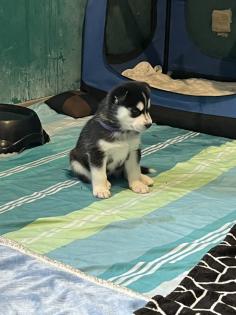 Sibirien Husky Welpen