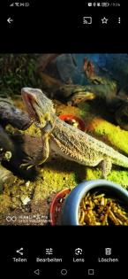 Bartagame mit oder ohne Terrarium