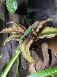 Phelsuma Quadriocellata