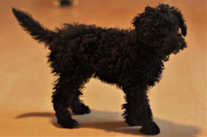 Toy-Pudel Welpen Harlekin