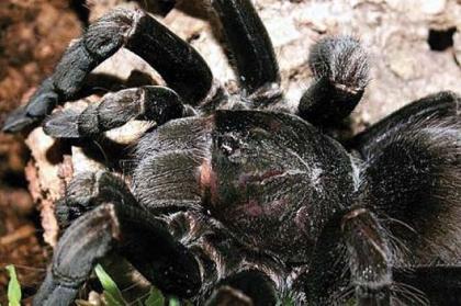 Pamphobeteus nigricolor selten