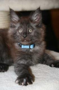Maine Coon Kitten