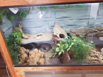 Terrarium mit 2 zwergbartagame