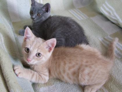 Süße kleine Katzenbabys / Kätzchen / Kitten