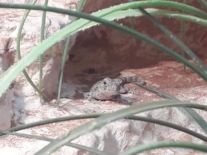 3 Skorpionschwanzgeckos abzugeben