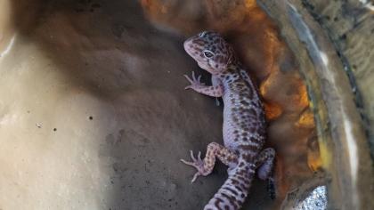 Geckos und Terrarium