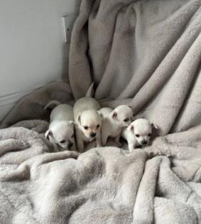 4 Chihuahua-Welpen zu verkaufen. 3 Männer und 1 Frau