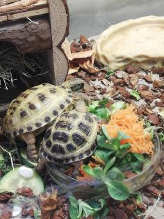 Testudo horsfieldii Landschildkröte