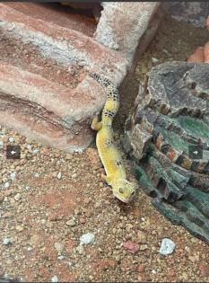 3 Leapardgeckos suchen ein neues Zuhause