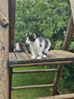 Katzenbabys Babykatzen Kätzchen Kitten Kater