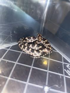 Kornnatter Pantheropis Guttatus NZ 07 25