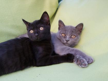 Kleine Kätzchen / Kitten / Katzenbabys