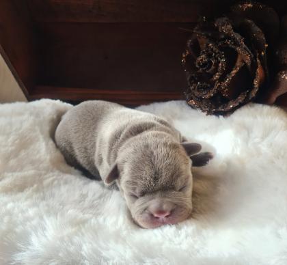 Französische Bulldoggen Welpen lilac solid lilac tan blue and tan