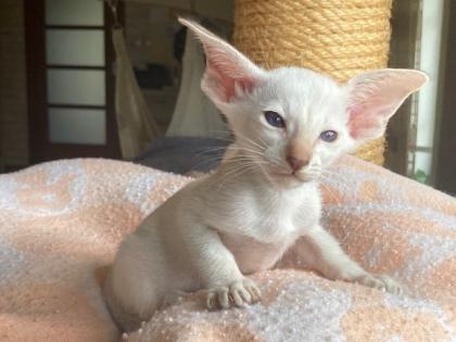 Siam und OKH Kitten mit Papiere Lieferung möglich