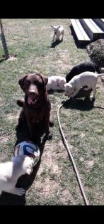 Verkaufe Labrador Welpen
