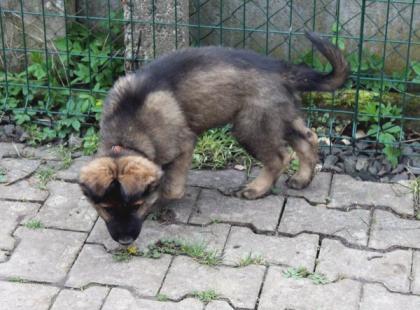 Ork Rüde Welpe Altdeutscher Schäferhund DDR Linien