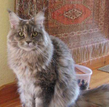 Wunderschönes Maine Coon Mädchen kastriert abzugeben