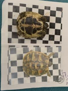 Schildkrötenpaar mit Zubehör sucht neues zuHause