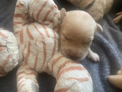 Labrador Welpen mit Ahnentafel- Genehmigte Zuchtstätte