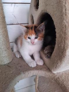 Katzenbabys suchen neues Zuhause