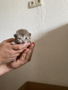 Britisch Kurzhaar Kitten BKH