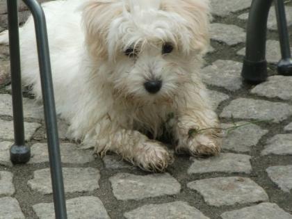 Coton de Tul ar Welpen suchen ein Zuhause