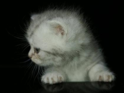 British Kurzhaar Kitten Blue Golden Tabby