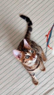 2 junge Bengal Mädchen suchen ein liebevolles zuhause