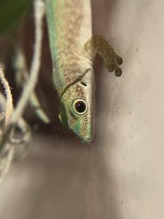 Phelsuma Robertmertensi