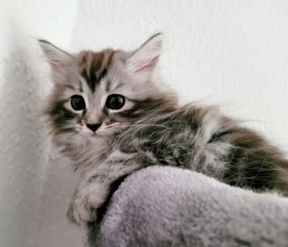 Norweger-Neva Masquarade Kitten