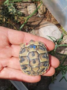 Griechische Landschildkröten Nachzuchten 2022 2023