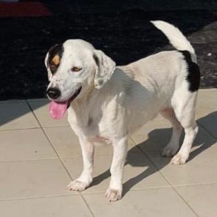 Fritz - liebevoller Rüde sucht ein Zuhause
