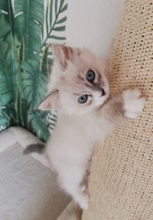 Neva masquarade Sibirische Waldkatze kitten