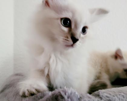 Norweger-Neva Masquarade Kitten