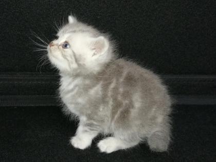 British Kurzhaar Kitten Blue Golden Tabby