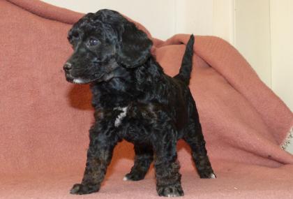3 süße Kleinpudel Hündinnen Pudel in Brindle Black and Tan Fawn mit Weiß