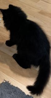 Maine Coon Mixe abzugeben