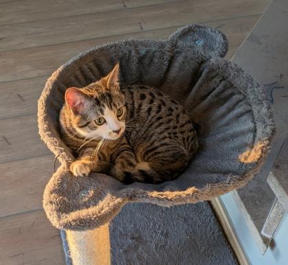 Niedliche Kitten männlich getigert 4 Monate
