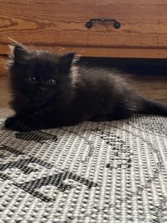 Edelmix Kätzchen Ragdoll Angora