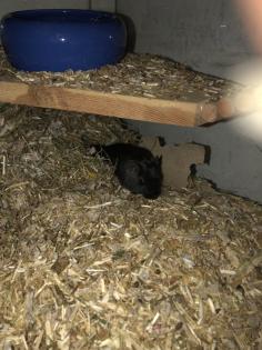 Wüstenrennmaus schwarz 1 1/2 Jahr alt inkl. Käfig