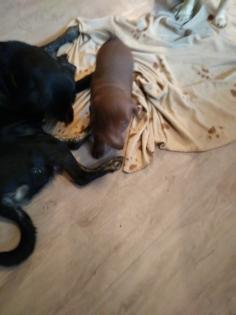 Labrador Welpe braun Mädchen