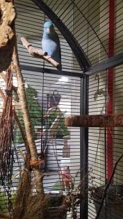 Blaugenickssperlingspapagei ca. 4 Jahre sucht neues Zuhause