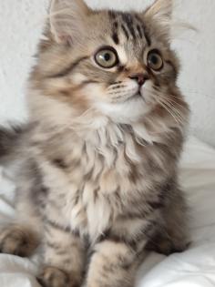 4 Süßes BKH und BLH-Kitten