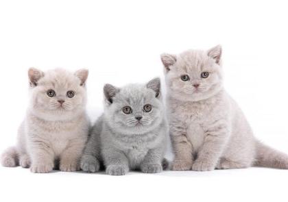 BKH kitten reinrassig blue Britisch Kurzhaar