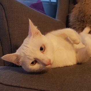 Nimbus - Schmusebär wurde zum Notfall aus dem Tierschutz / gechipt geimpft kastriert