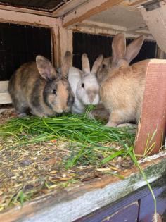 Kaninchen Babys in gute Hände abzugeben
