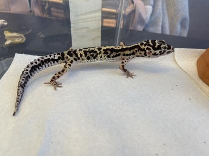 Leopardgecko Gruppe 8 Tiere