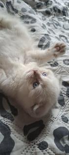 Scottish Straight Kitten