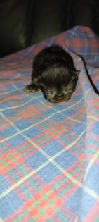 Reinrassige Perser Kitten